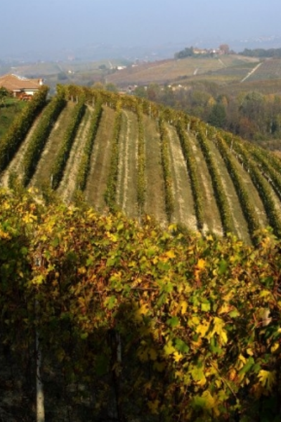 BAROLO 2013, Rd. 2: Normales from Brovia and F. Rinaldi