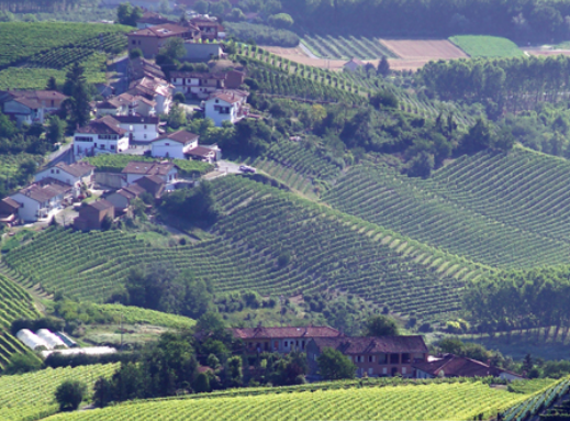 Barolo 2016: Cavallotto and Oddero
